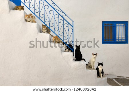 Similar – Image, Stock Photo Staircase with cat