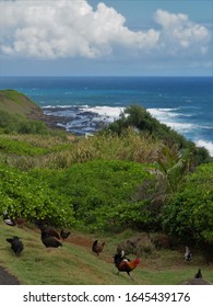 Many Chicken On The Hawaiian Island 