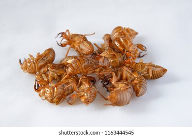 Many Cicada Shell