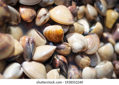 11 Clams sold japan Images, Stock Photos & Vectors | Shutterstock