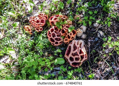 Many Clathrus Ruber Mushrooms At Monsanto Park In Lisbon