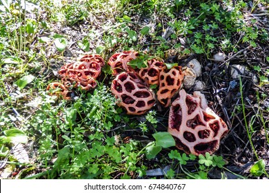 Many Clathrus Ruber Mushrooms At Monsanto Park In Lisbon