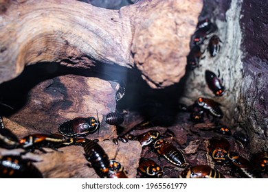 Many Cockroaches In Close-up In The Dark