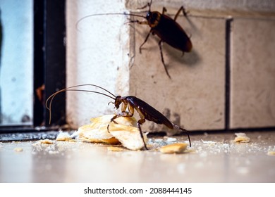 many cockroaches coming through the door, inside the apartment. Control of pests and insects, risk of contamination