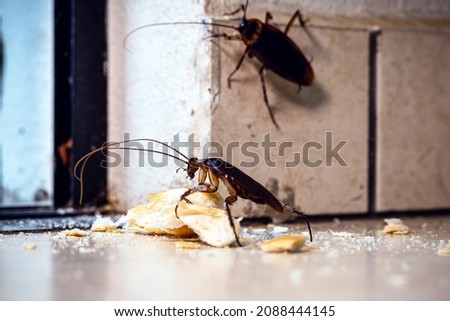 many cockroaches coming through the door, inside the apartment. Control of pests and insects, risk of contamination
