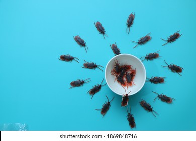 Many Cockroaches In The Cup
And Around It