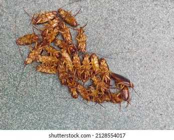 Many Cockroaches Died On The Floor