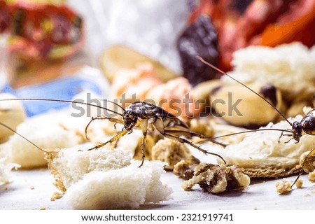 many cockroaches on human waste, food scraps and plastic contaminating the floor, macro photography