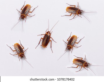 Many cockroaches on the white background.