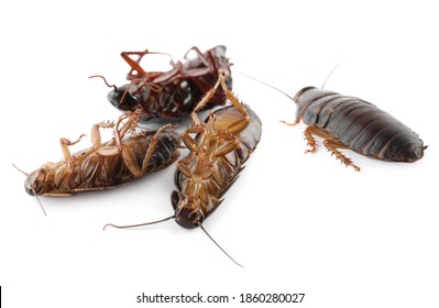 Many Cockroaches On White Background. Pest Control