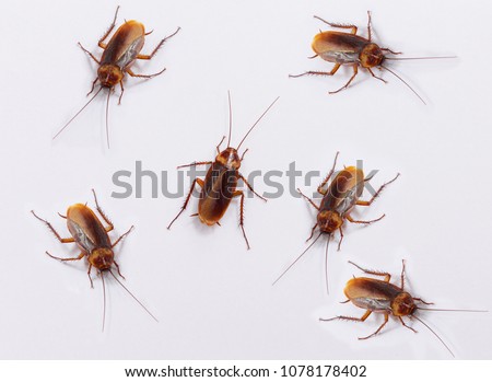 Many cockroaches on the white background.