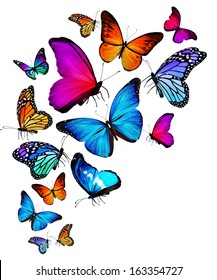 Many Color Different Butterflies Flying