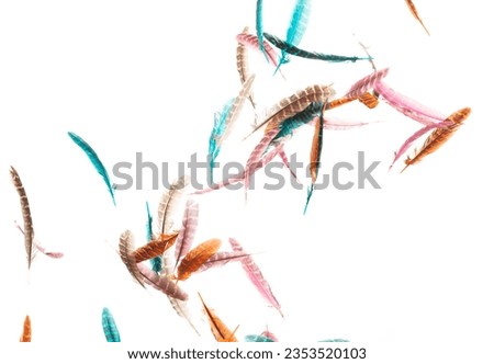 Many color Feather fly fall beautiful spiral pattern in air over black background isolated. Puffy Fluffy soft feathers like dream floating dove in sky. Colorful feathers are so light and delicate