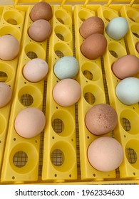 Many Color Fertilized Chicken Eggs In An Incubator For Hatching In A Science Classroom