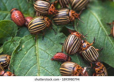 Many Colorado potato beetle.Potato bugs on foliage of potato in nature, natural background, close view.