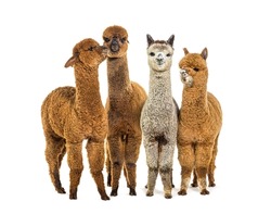 Many Colored Alpaca Together In A Row Standing Together - Lama Pacos, Isolated On White
