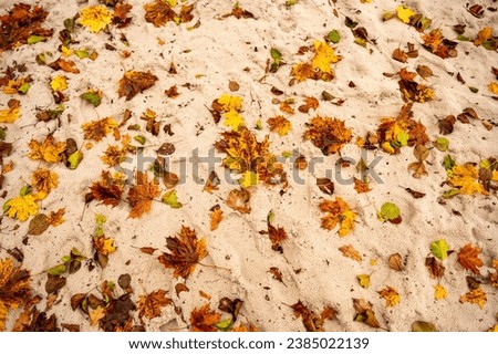 Many colorful autumn leaf lying on wet sand. Seamless abstract background.