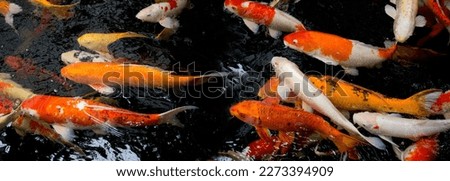 Many colorful fancy koi carp fishes red white Kohaku, black spot Bekko, Ogon golden koi, red Aka Matsuba koi and many more are swimming in koi pond. Chiang Mai Thailand.