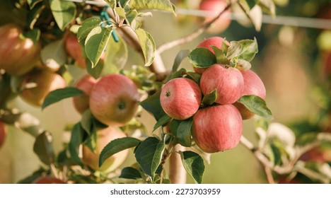 Many colorful red ripe juicy apples on a branch in the garden ready for harvest in autumn. Apple orchard - Shutterstock ID 2273703959