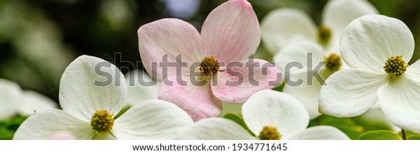 Many Cornus dogwood Porlock\
flowers in garden. White Cornus kousa x capitata blossom,\
banner