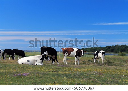 Similar – Salt marshes with blooming sea lilacs and beach mugwort, curious cattle behind the fence | Hallig Gröde