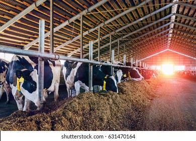 Many cows eating hay in big cowshed or cow farm, perspective with sunlight filter. Agriculture industry and husbandry farming concept - Shutterstock ID 631470164