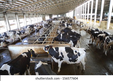 Many cows in the hangar with metal floor on a dairy farm