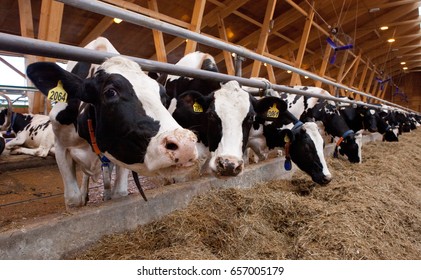 Many cows on a dairy farm. Milk production, beef production