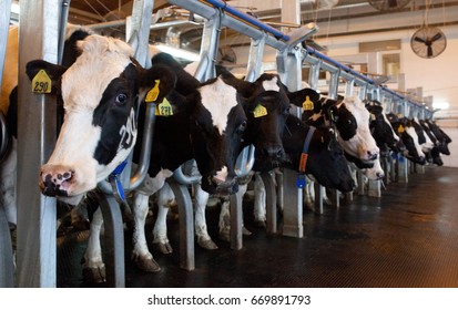 Many cows on the farm. The barn. The production of beef , veal. Milk production