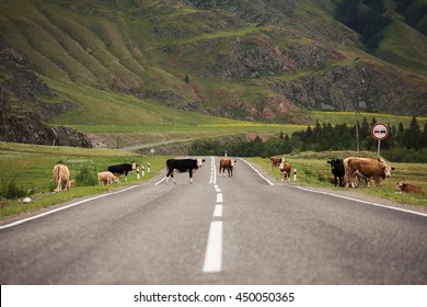 Many Cows On Rural Road