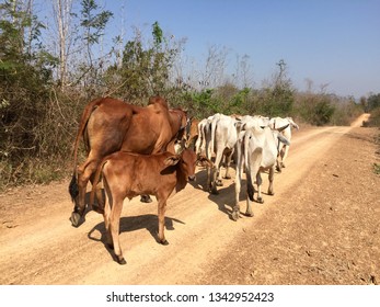 Many cows walk on the road.