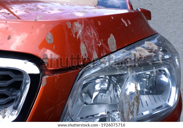 Many\
crests on the car body surface, Bird poop has an acidic effect,\
destroying the paint and surface of the car\
body.
