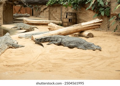 Many crocodile near the pond in zoo. - Powered by Shutterstock