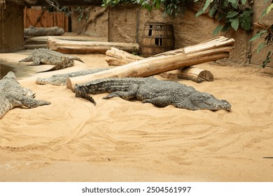 Many crocodile near the pond in zoo. - Powered by Shutterstock