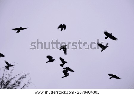 Many crows fly in the sky.