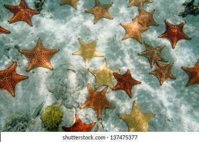 Many Cushion Starfish Underwater On Sandy Ocean Floor, Atlantic, Bahamas