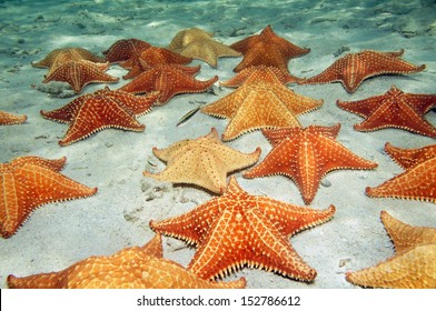 Many cushion starfish underwater on a sandy ocean floor - Shutterstock ID 152786612