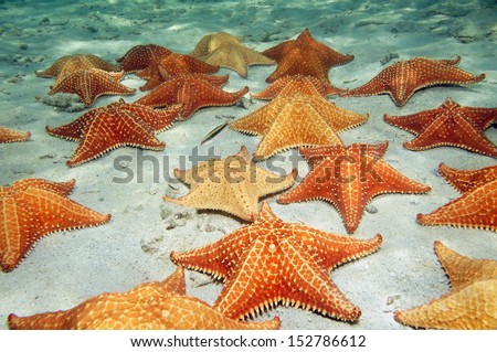 Many cushion starfish underwater on a sandy ocean floor