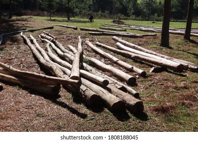 many cut tree trunks, profiled on the ground on a farm, logs on the grass, deforestation
