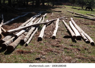 many cut tree trunks, profiled on the ground on a farm, logs on the grass, deforestation
