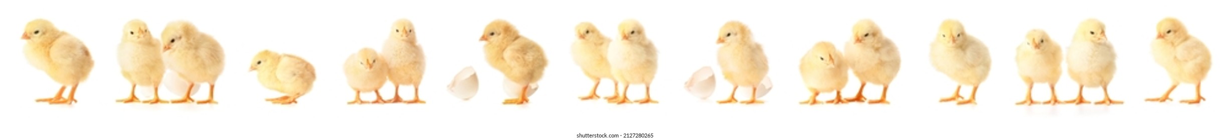Many cute chicks on white background