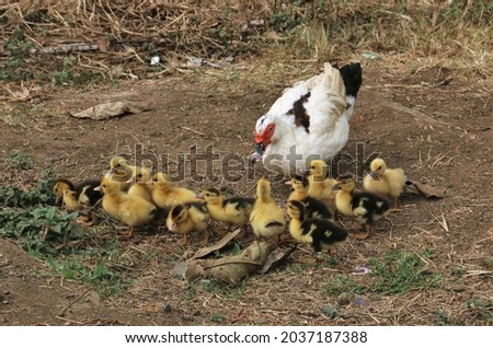 Similar – Image, Stock Photo Baby Muscovy ducklings Cairina moschata