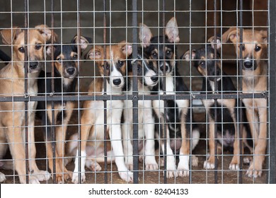Many cute puppies locked in the cage