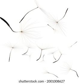 300 Falling dandelion seeds Images, Stock Photos & Vectors | Shutterstock