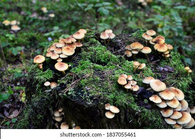 Many dangerous inedible mushrooms grow on a tree stump in a forest. Poisonous mushrooms, hazardous to health. 
