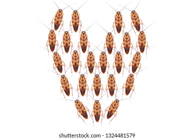 Many Of Dead Cockroach In Heart Form Isolated On White