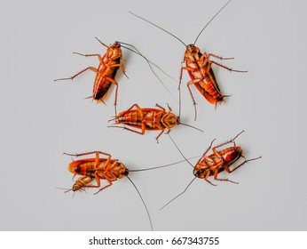 Many Dead Cockroaches On White Background