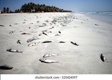 Many Dead Fish Washed Out On Shore