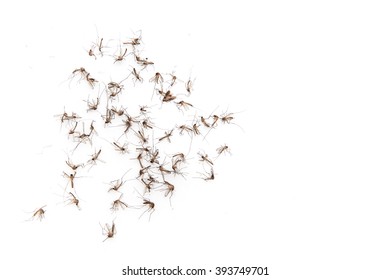 Many Dead Mosquitoes On White Background Stock Photo 393749701 ...