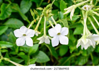 Many delicate white flowers of Nicotiana alata plant, commonly known as jasmine tobacco, sweet tobacco, winged tobacco, tanbaku or Persian tobacco, in a garden in a sunny summer day